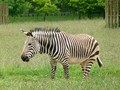 Marwell - Zebra