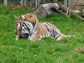 Dartmoor Zoo - Tiger Eating