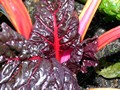 Eden Project - Chard